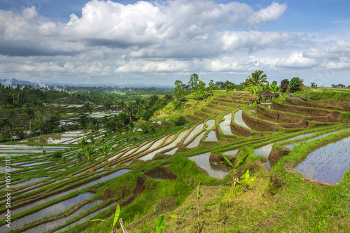 Rice field terrace in Bali  Indonesia