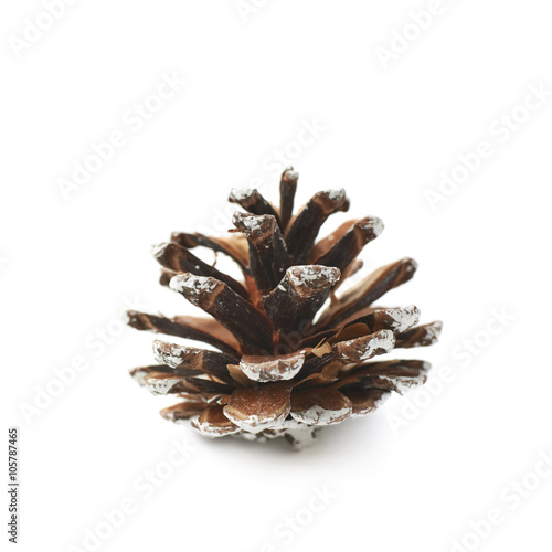 Single decorational pine cone isolated