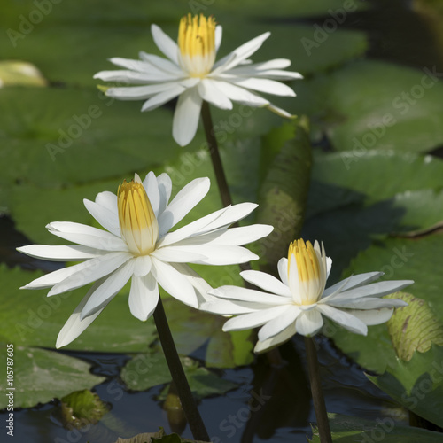 White lotus flowers in Vietnam