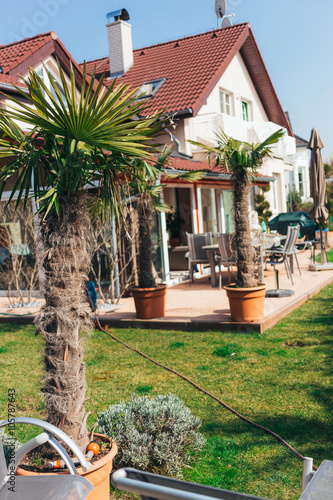 Palm tree in a private house garden with house on background