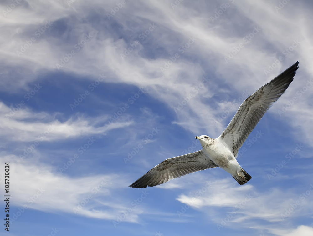 Obraz premium Seagull flying on blue sky with clouds background