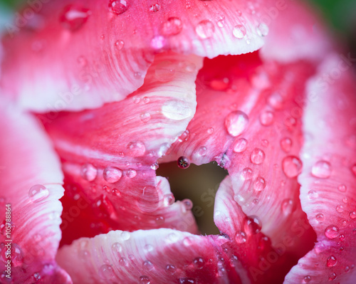 Tulip in drops of dew macro closeup