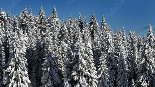 Snowdrifts on winter snow covered mountainside  fir trees on hill top and sun shine in blue sky
