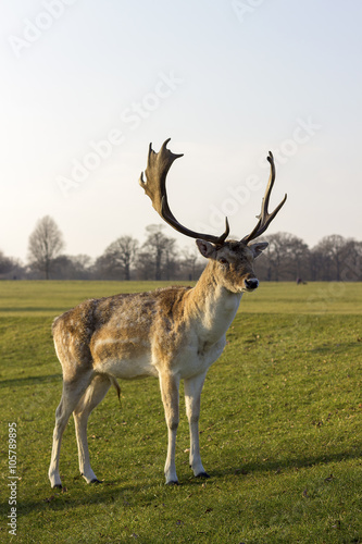 Fototapeta Naklejka Na Ścianę i Meble -  Deer with antlers standing still
