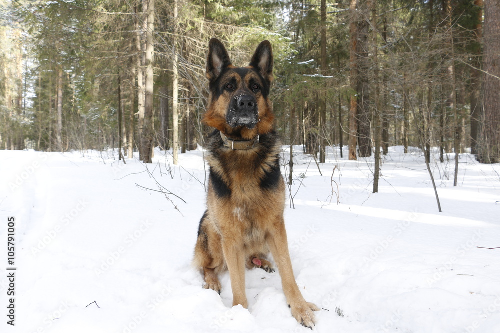 German shepherd dog in winter day