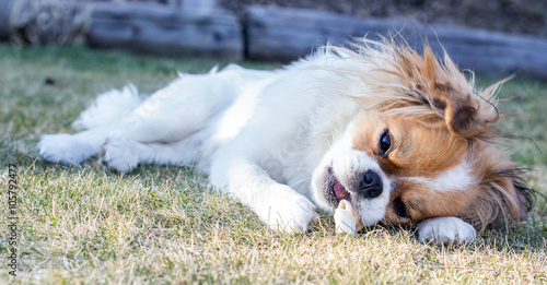 Young pekinese dog