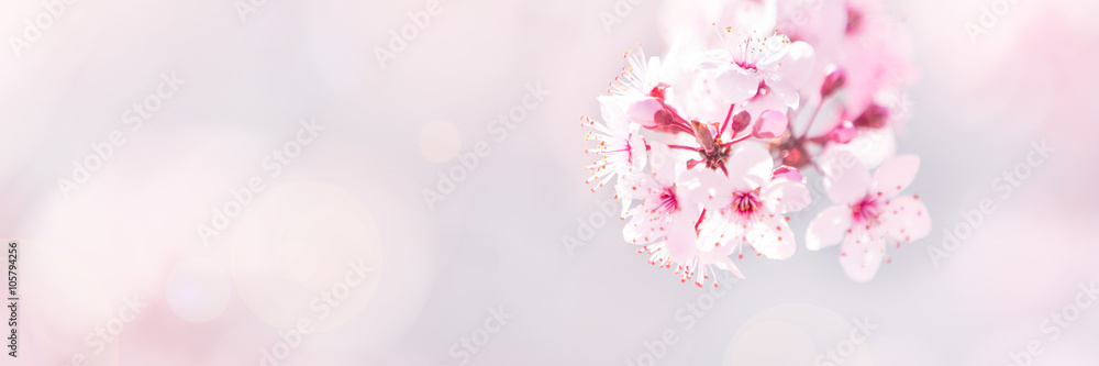 Spring tree blossom background - obrazy, fototapety, plakaty 
