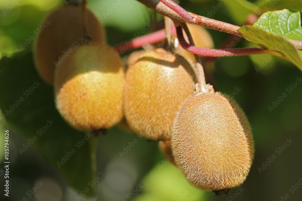 Kiwi-6044 Kiwi-6044