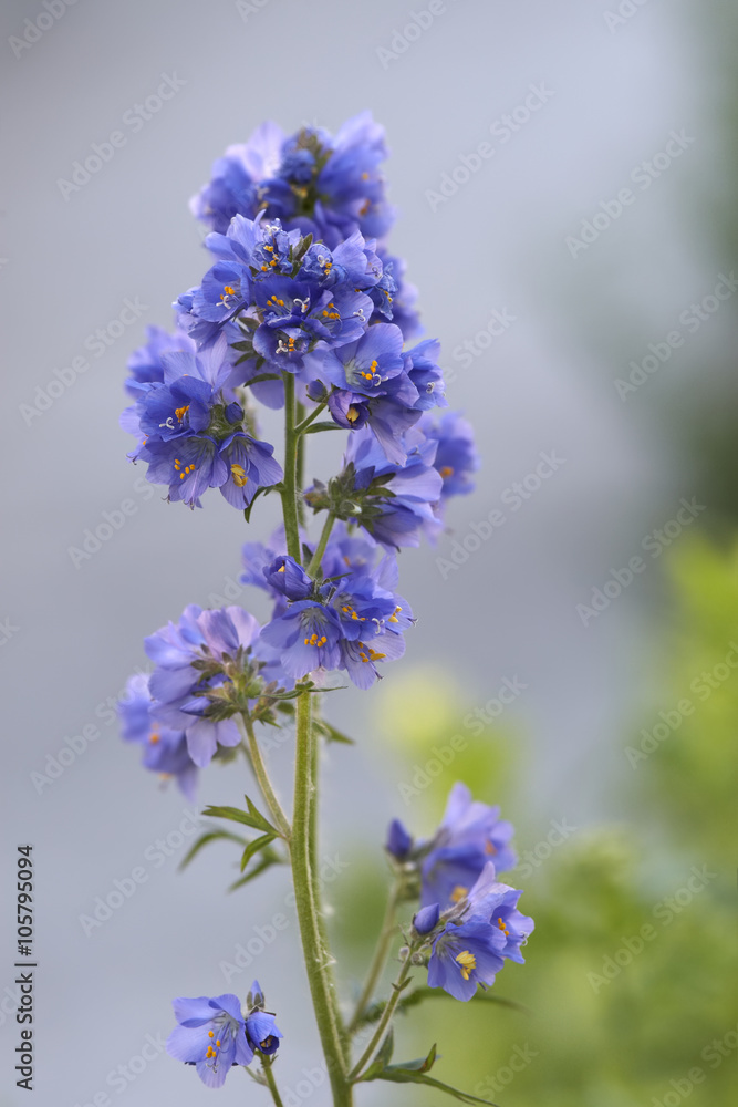 Obraz premium Blue flowers branch