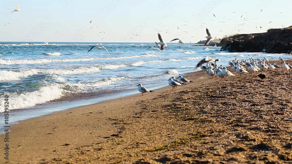 very large flock of seagulls on the beach very large flock of seagulls on the beach