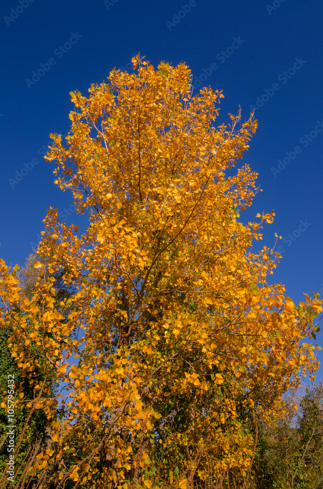 Colorful foliage in the autumn park. Autumn leaves sky background