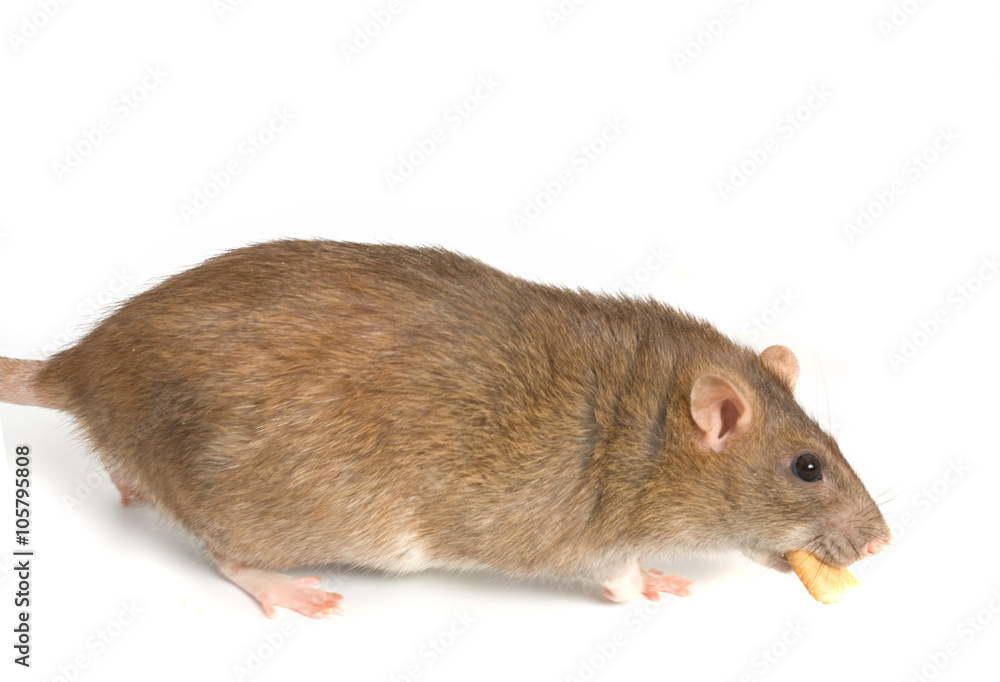 Rat and the book on white background close up Rat and the book on white background close up