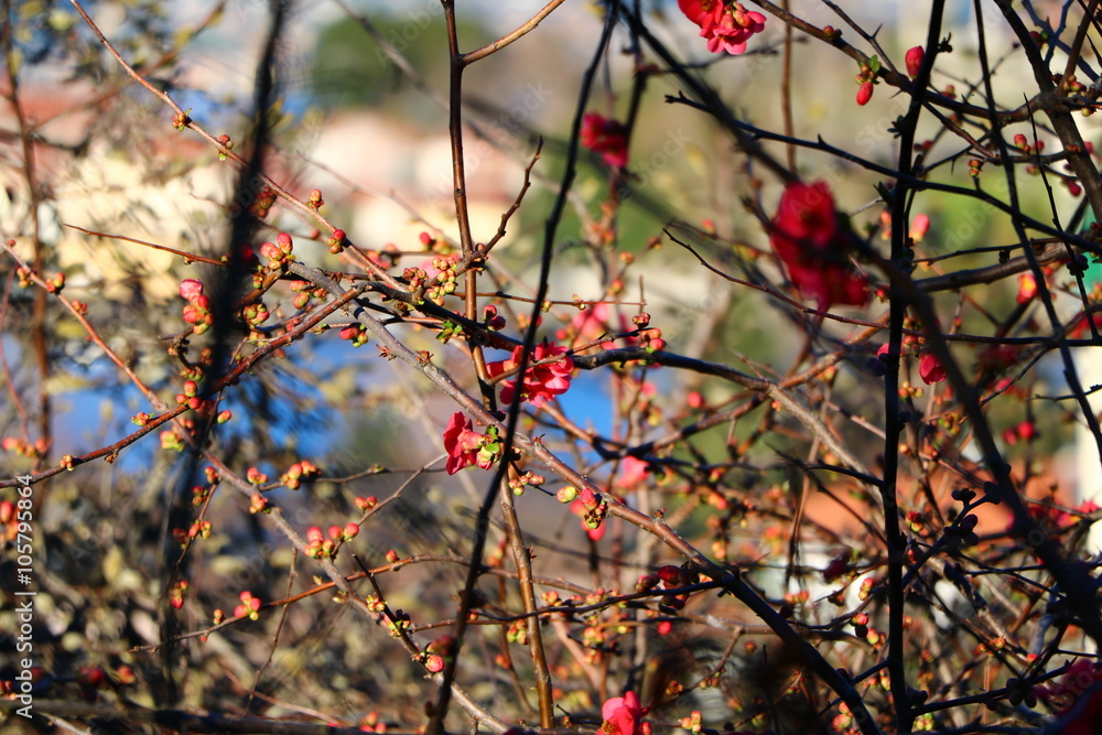 Red buds and flowers of Japanese Chaenomeles japonica at Lake Maggiore in spring, Italy Red buds and flowers of Japanese Chaenomeles japonica at Lake Maggiore in spring, Italy
