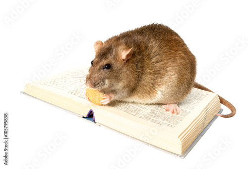 Rat and the book on white background close up