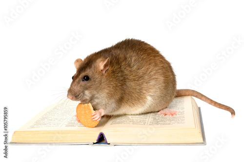 Rat and the book on white background close up.