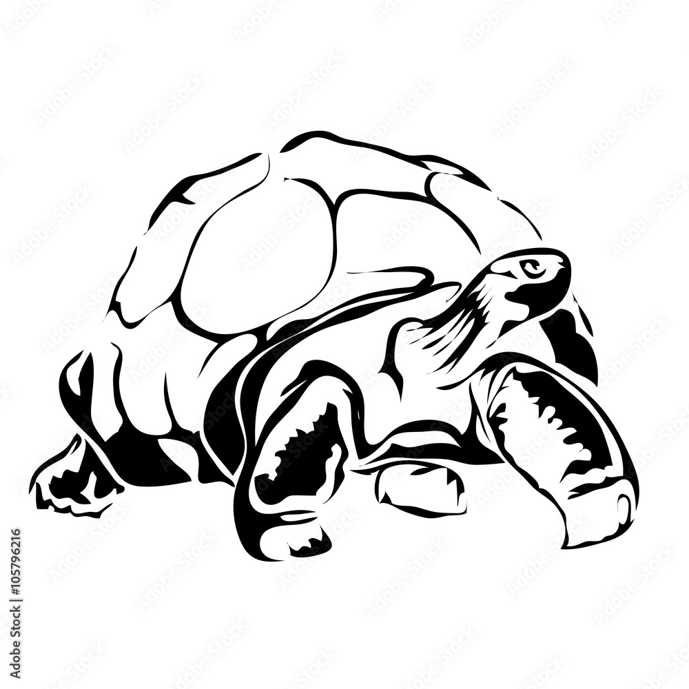 Outline turtle vector image. Can be use for logo Outline turtle vector image. Can be use for logo