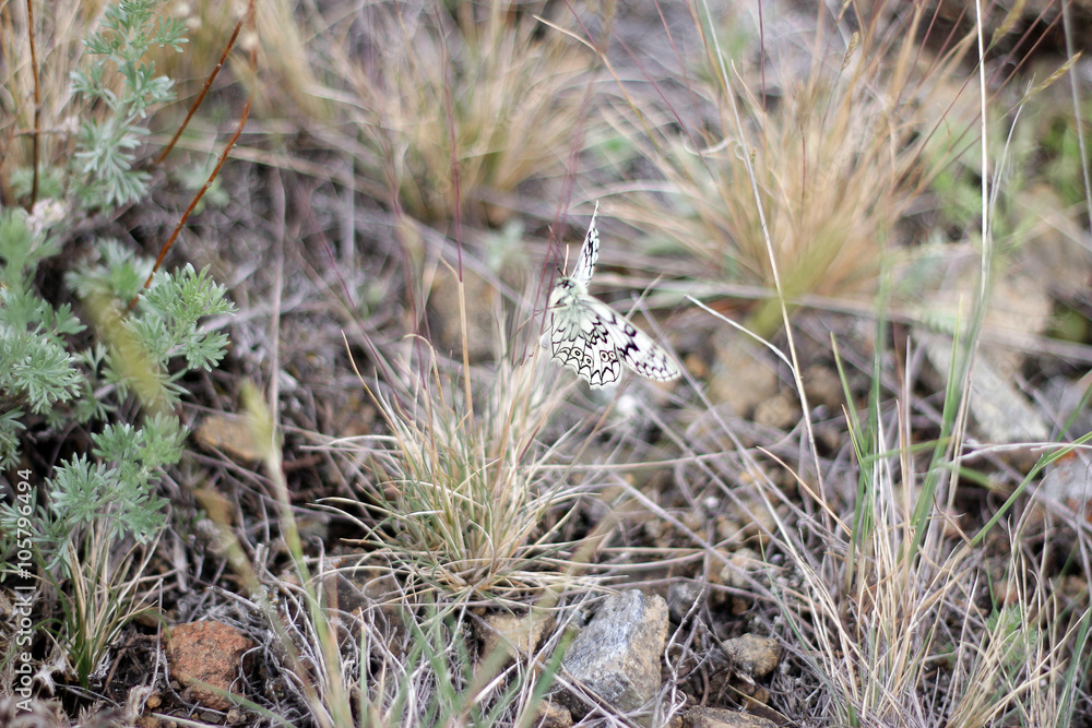 Marbled White Butterfly On A Grass Marbled White Butterfly On A Grass