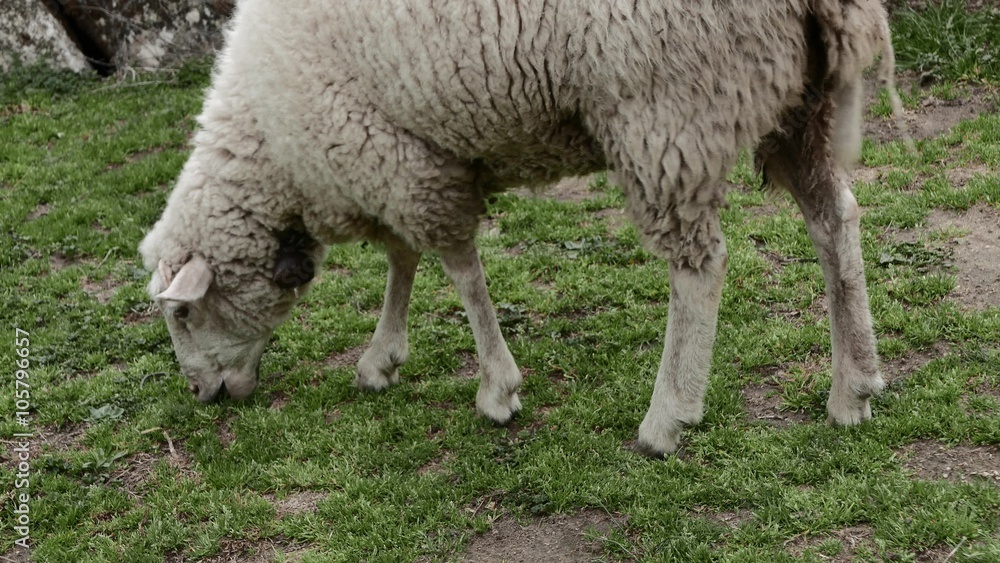 Ewe Lamb is Hungrily Nibbling the Grass. 4k Ewe Lamb is Hungrily Nibbling the Grass. 4k