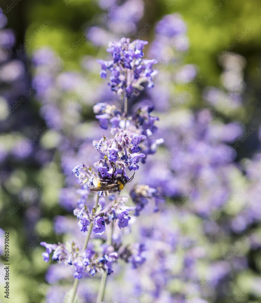 Fototapeta premium bee flies from flower to flower