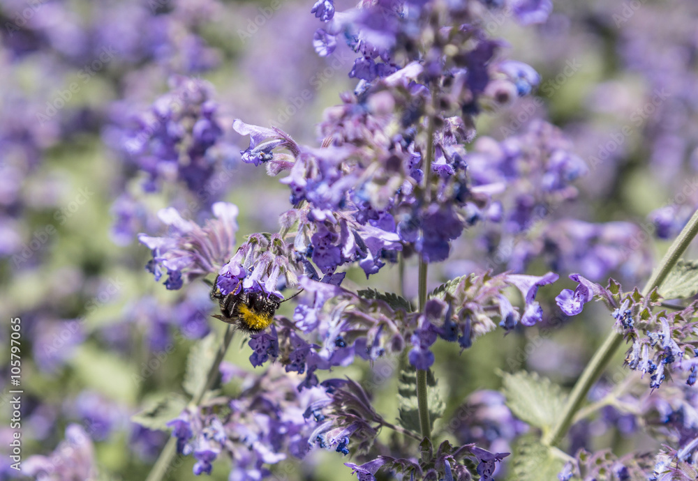 bee flies from flower to flower bee flies from flower to flower
