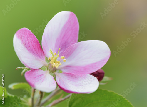 Apple blossom