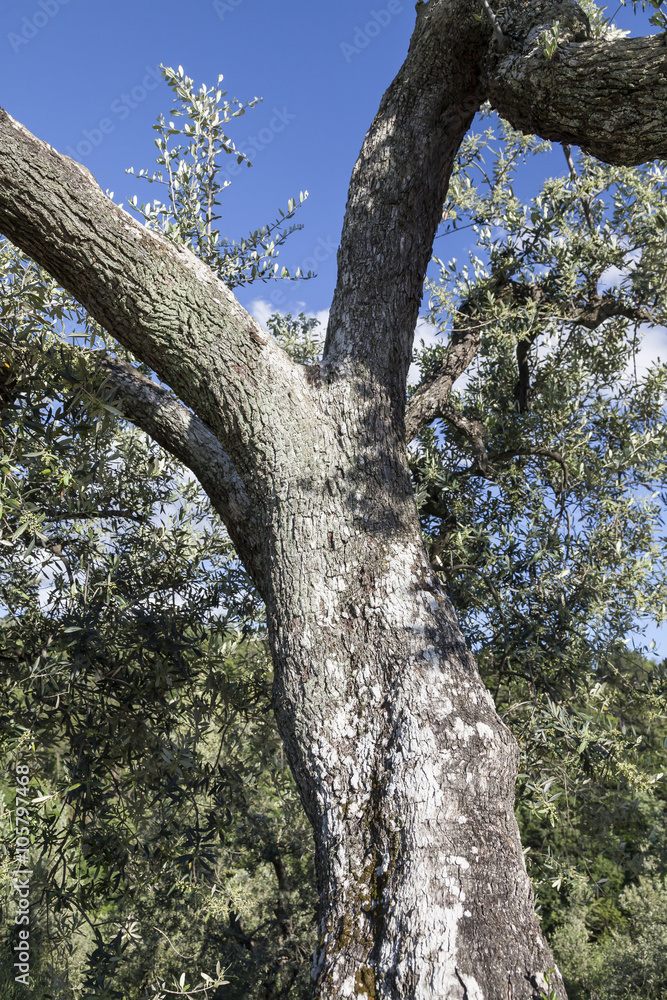 Naklejka premium Olive tree near Anchiano, district of Vinci, Tuscany, Italy, Europe