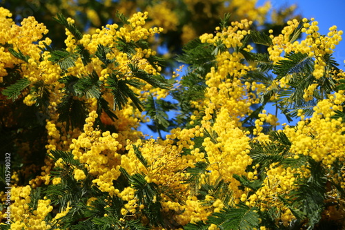 Spring with beautiful blooming yellow mimosa in Stresa Italy