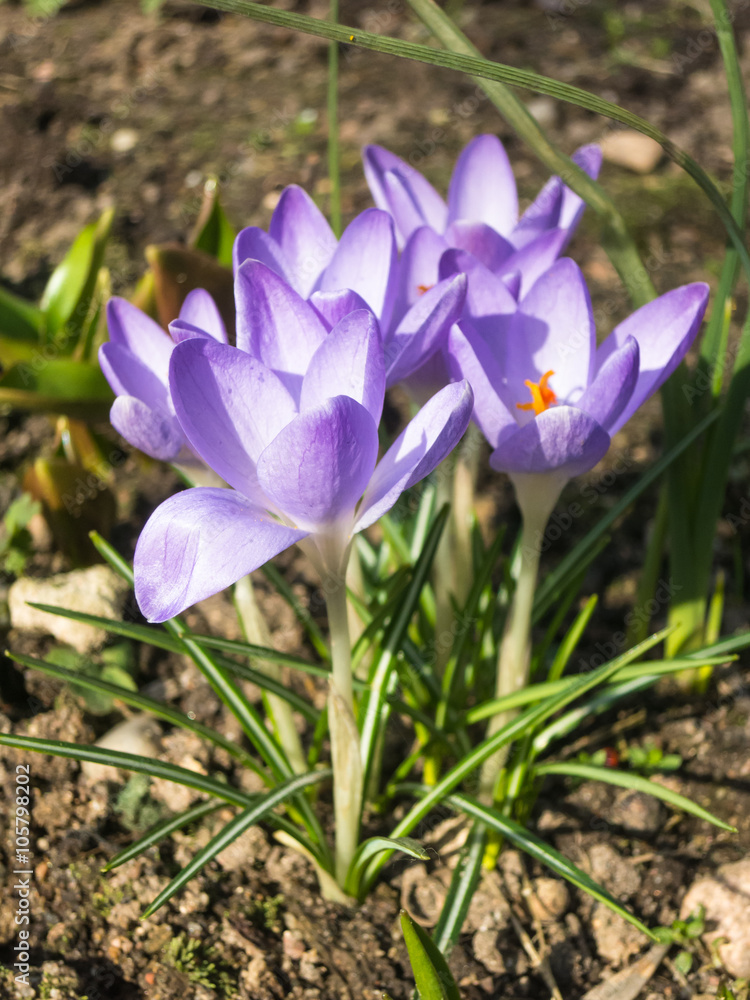 crocuses blooming in the botanical garden crocuses blooming in the botanical garden