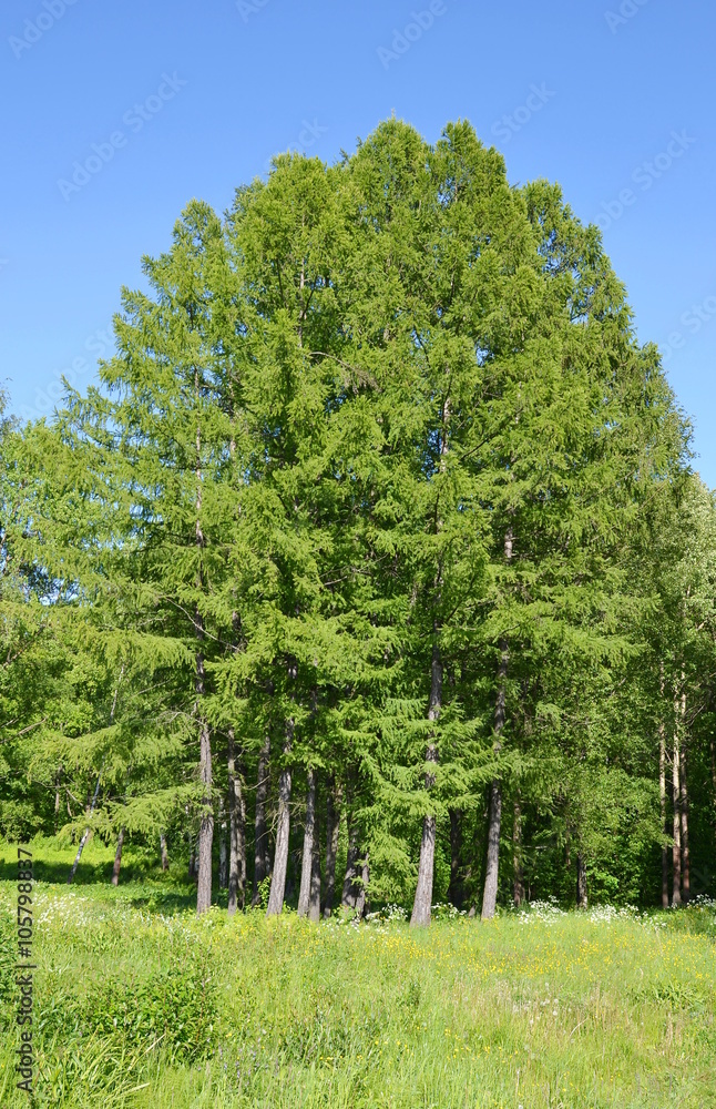 Obraz premium Summer forest.