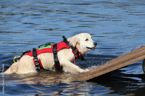 Chien sauveteur-8737