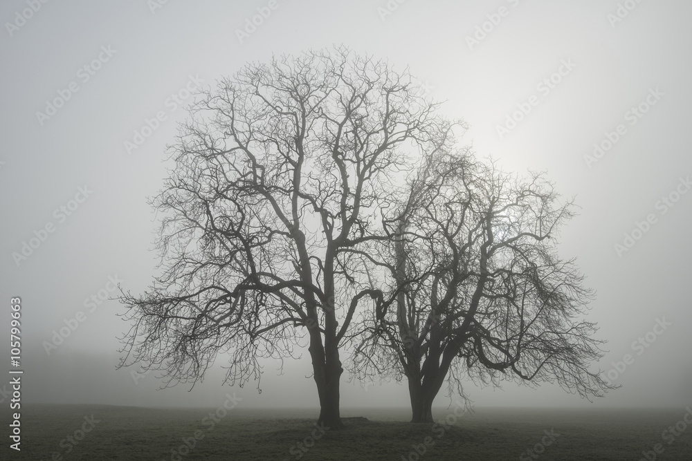 Moody dramatic foggy forest landscape Spring Autumn Fall Moody dramatic foggy forest landscape Spring Autumn Fall