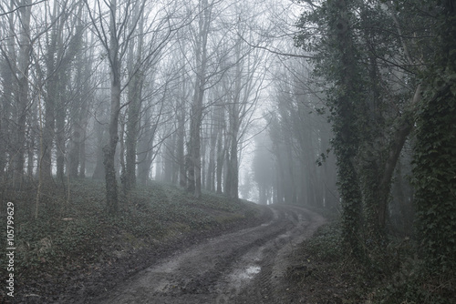 Moody dramatic foggy forest landscape Spring Autumn Fall