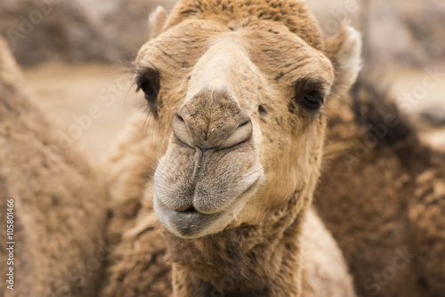 Kamele © El Paparazzo