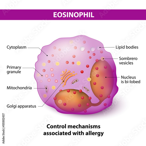 eosinophil photo