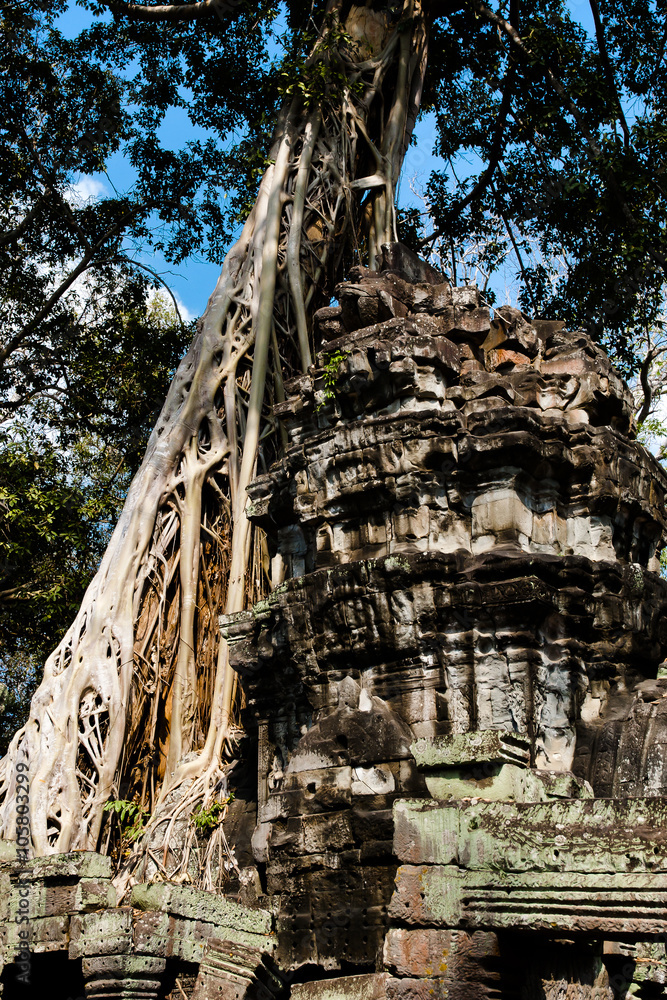 Tree Root Overgrowth - Angkor Thom - Cambodia Tree Root Overgrowth - Angkor Thom - Cambodia