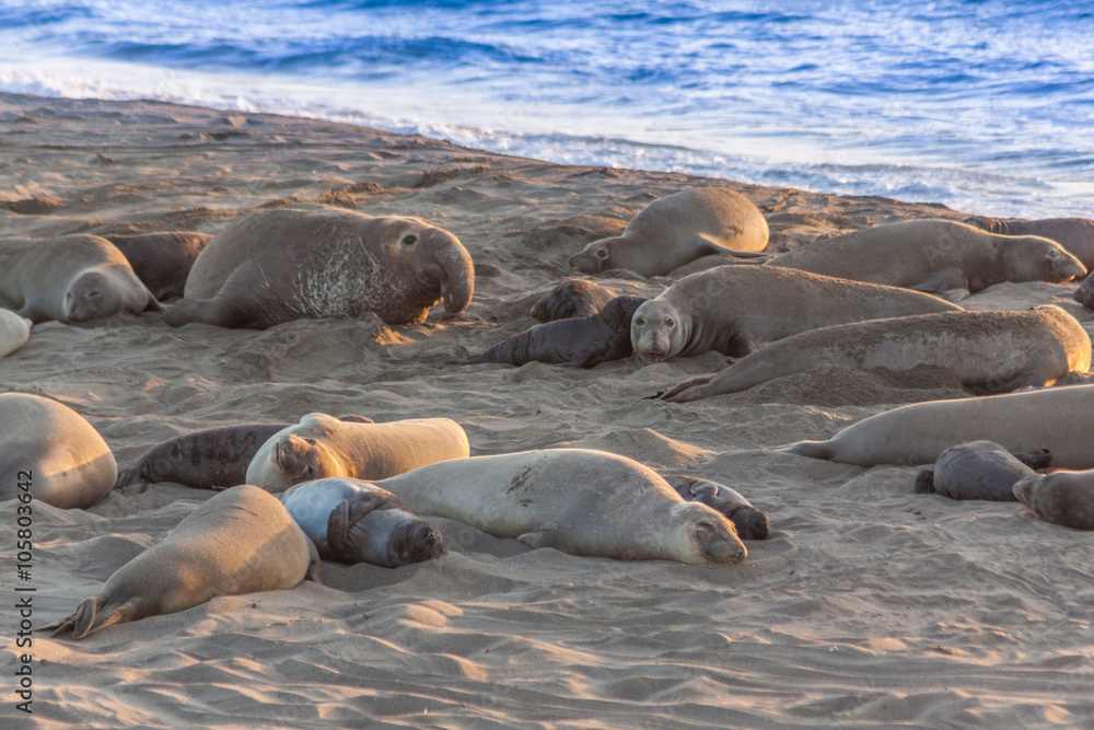 Fototapeta premium Elephant Seals