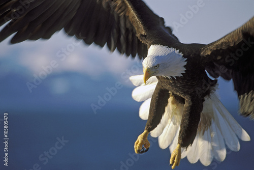 Beautiful Bald Eagle in spectacular flight, close up