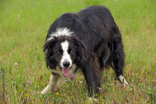 Border Collie in meadow, watching