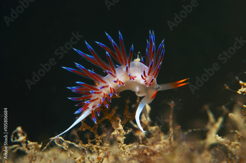 Wallpaper Mural cratena peregrina Torontodigital.ca