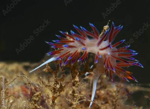 cratena peregrina photo