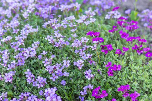 blooming lilac in the botanical garden