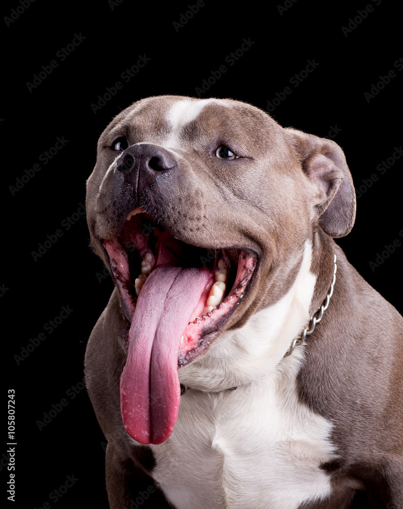 Black sales bully dog