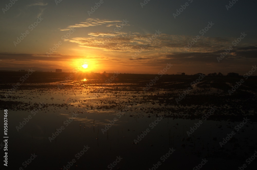 sunrise over the paddy fields in the village in sekinchan malaysia