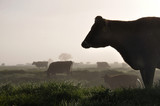 silhouette of Jersey cows