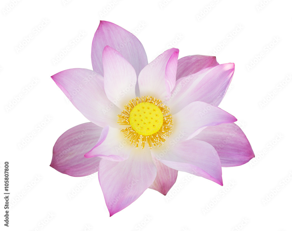pink Lotus pink Lotus