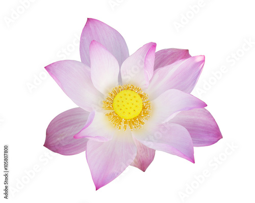 pink Lotus