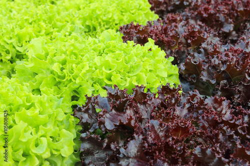 Oakleaf lettuce, corrugated lettuce on entire background photo