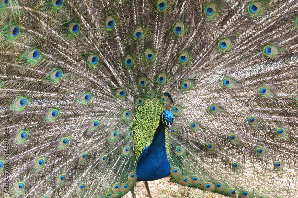 Fototapeta premium PAVÃO MAJESTOSO