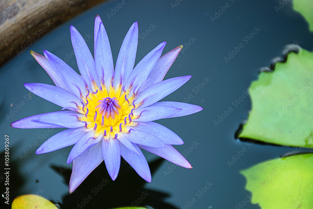 lotus purple