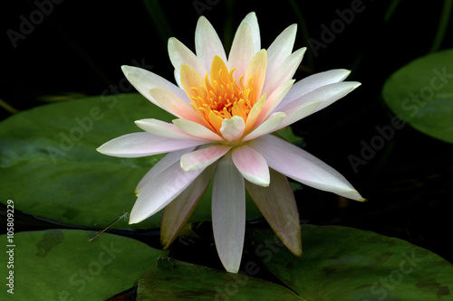 lotus flower or water lily flowers blooming in the pond.